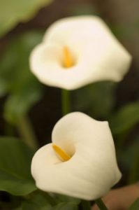 tulip